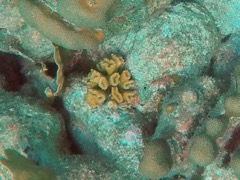 Eliptical Star Coral